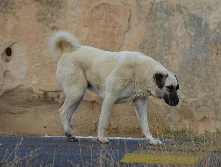 cachorro sivas