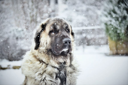 Anatolia Shepherd