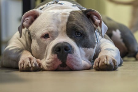 estado depresivo canino