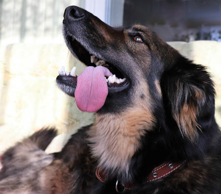 canine respiratory system disease