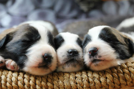 sleeping puppies