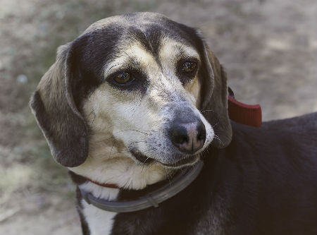 evite ansiedade em cães