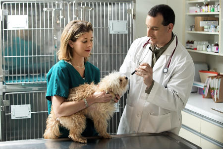 anemia treatment in dogs