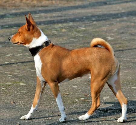 Chien de congo