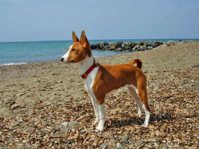 Basenji characteristics