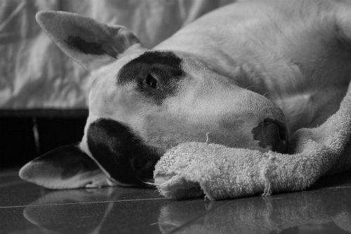 bull terrier inglês