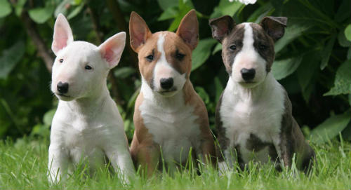 Filhotes de Bull Terrier