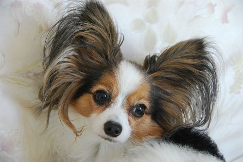 papillon breed