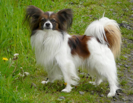 Chien de papillon