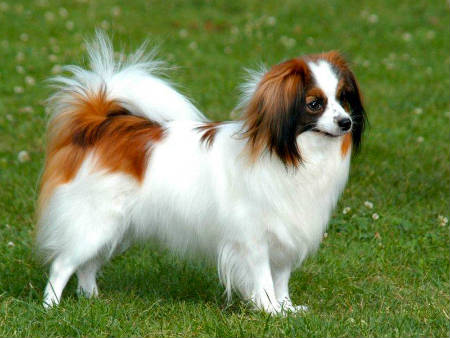 Spaniel continental phalene