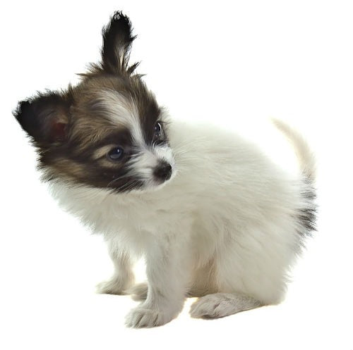 papillon puppy