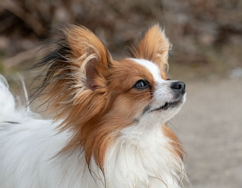 spaniel papillon