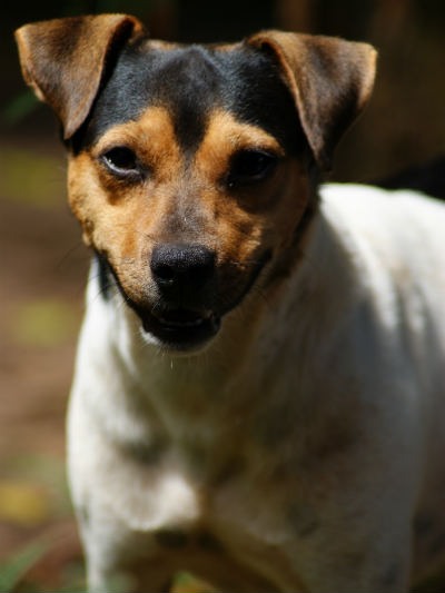 terrier brasileiro