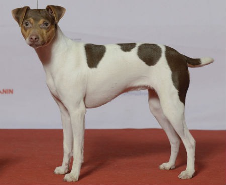 brazil terrier breed
