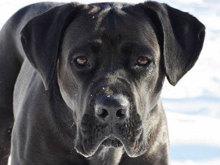 train cane corso