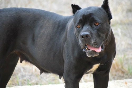 italian mastiff breed