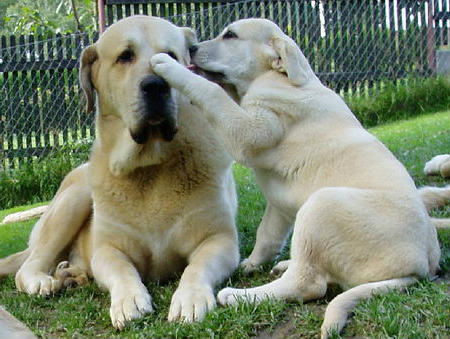 mastiff lions