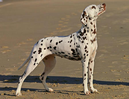 caracteristicas dalmata