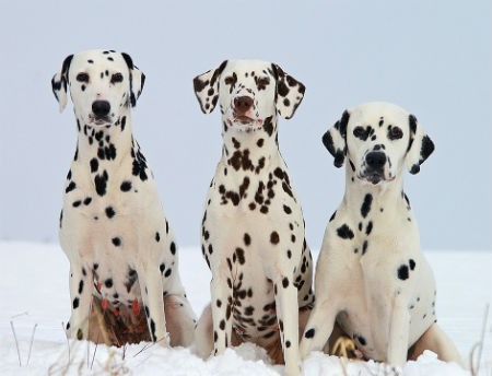 dalmatian puppies