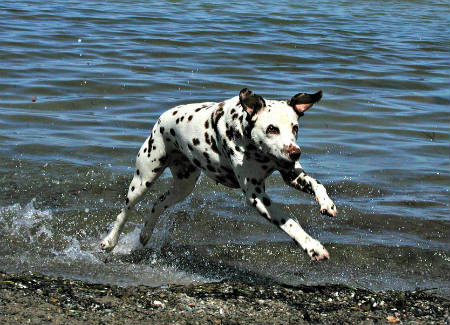 Train Dalmata