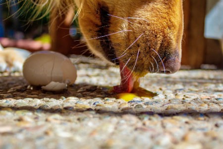 dieta de cachorro com diarréia