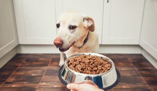 gastrite em cães