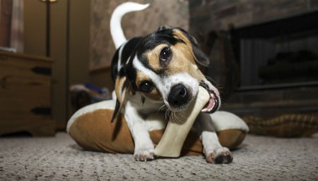 suplemento de calcio para perros