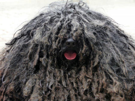 Cachorro Bergamasco