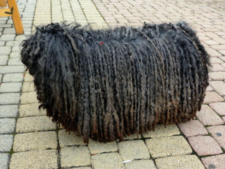 Bergamasco Shepherd coat