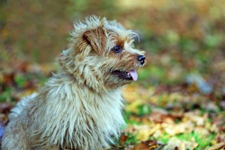 Jones Terrier