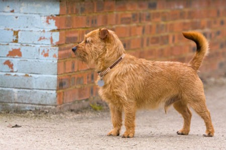 Terrier Norfolk