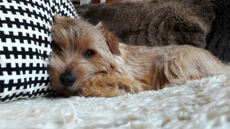 Filhote de Norfolk Terrier