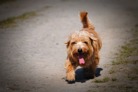 Norfolk terrier race