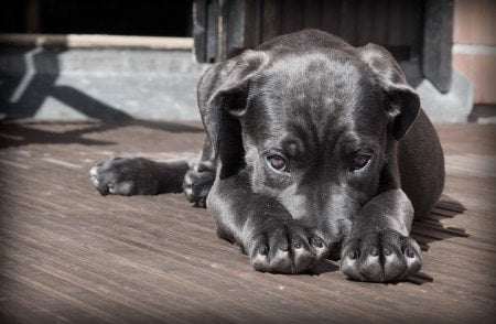 parasitic symptoms in puppies