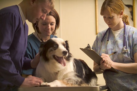 Vantagens da esterilização e castração