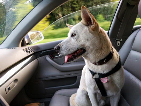 Ce que vous devez savoir pour voyager avec un chien