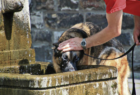 sintomas insuficiencia renal en perros