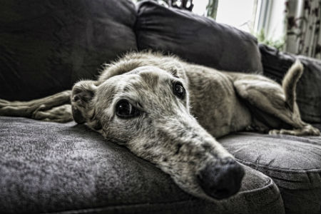 causes kidney failure in dogs