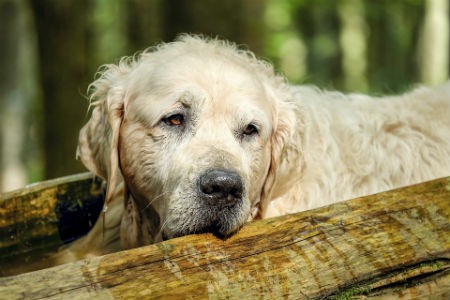 Treatment of kidney failure in dogs