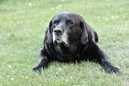 Prevention of kidney failure in dogs
