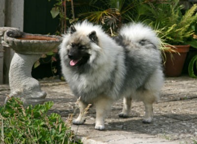 Origem do Keeshond