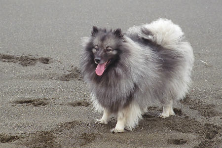 wolf type spitz