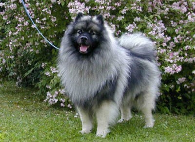 Keeshond