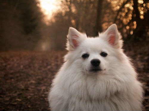 American Eskimo Dog breed