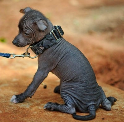 Xoloitzcuintle puppy