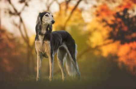 Galgo Persa Saluki