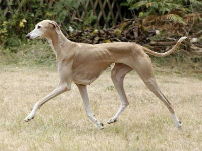 Azawakh Greyhound