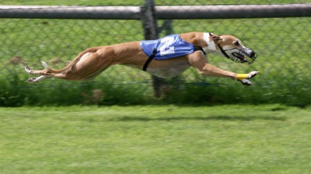 Cuidados com o galgo inglês