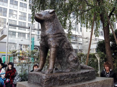 Akita Inu Hachiko