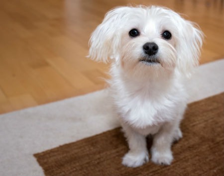 train bichon maltese